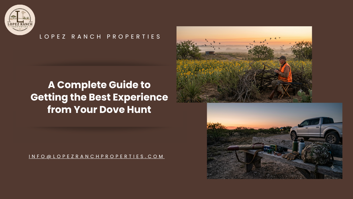 Feature image for the blog about A Complete Guide to Getting the Best Experience from Your Dove Hunt