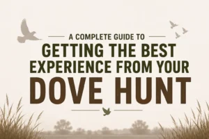 A Complete Guide to Getting the Best Experience from Your Dove Hunt